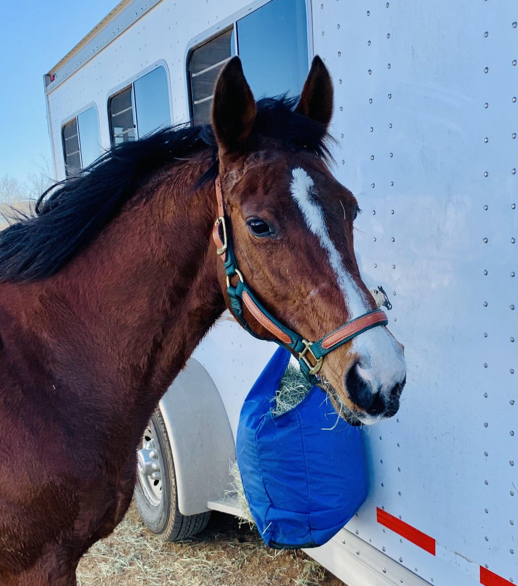 The Horses and Helmets Rant - Barn Dog Tack