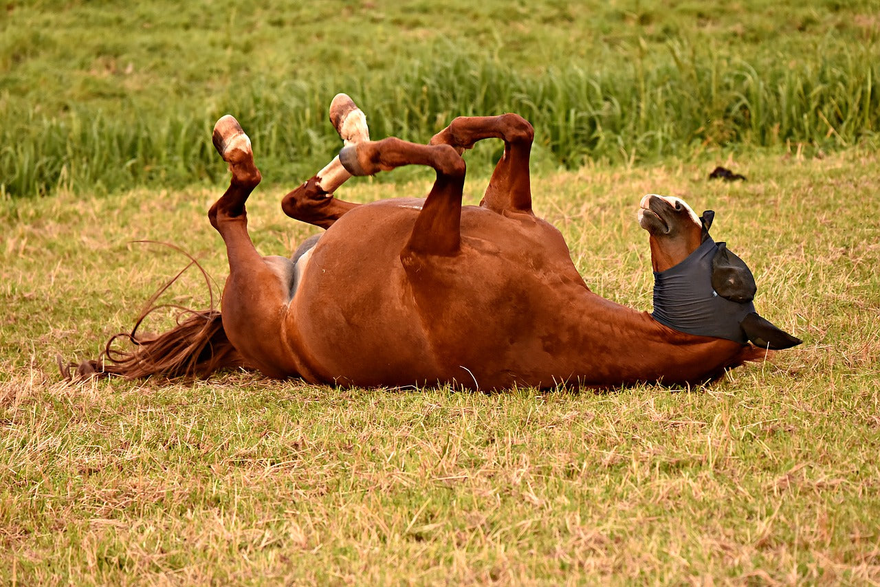 fly mask, fly spray, horses and flies.